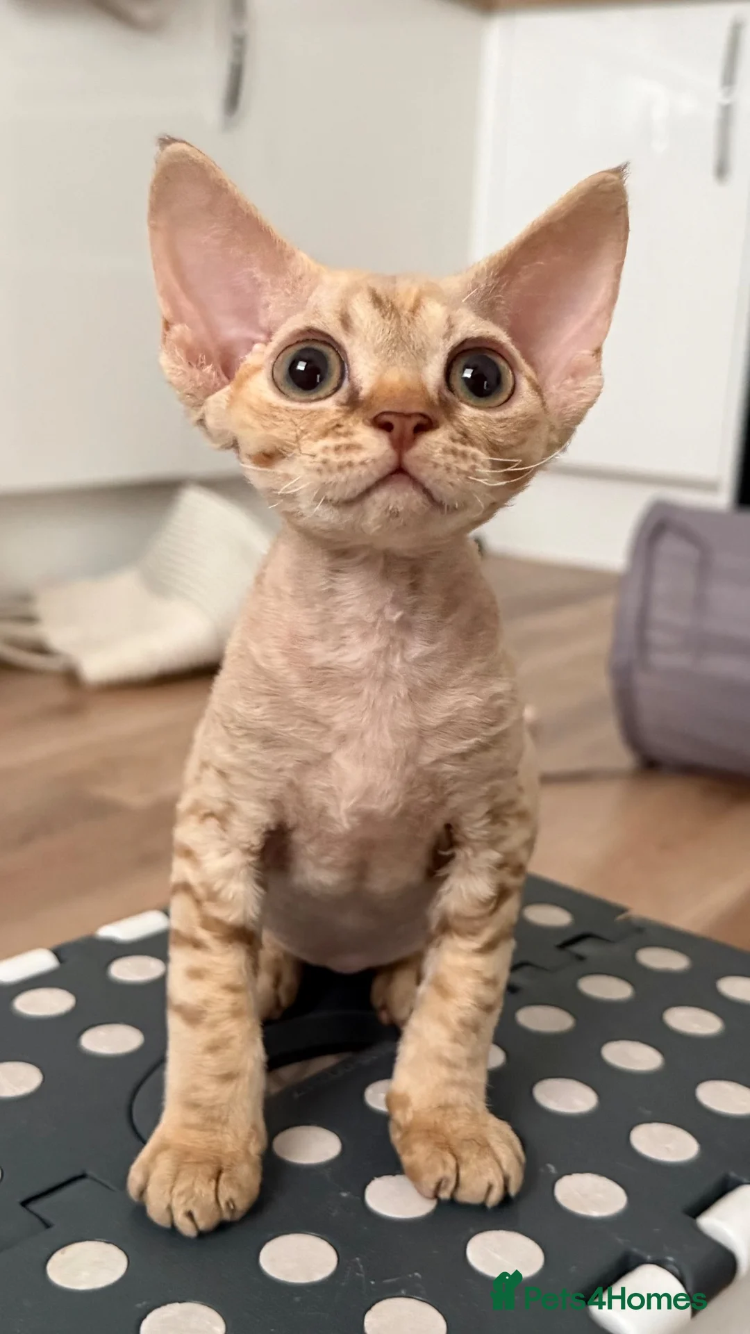 Devon Rex cats for sale: Devon Rex - Advert 14