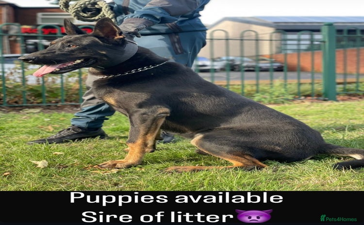 Belgian Shepherd Dog dogs - Advert 3