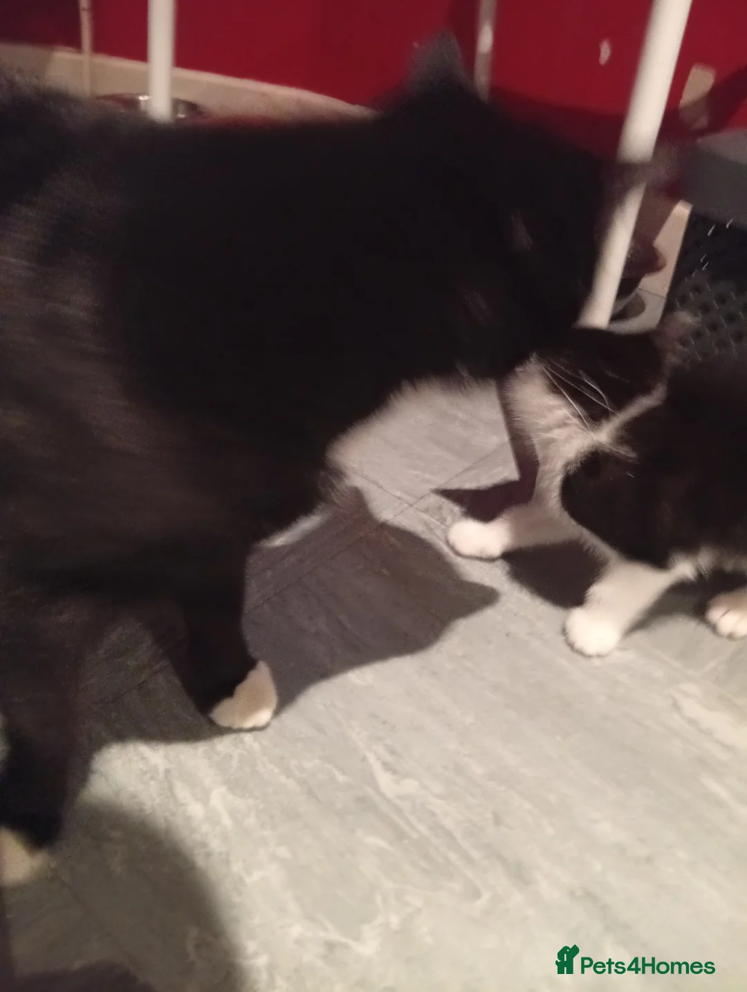 Mixed Breed cats for sale: One female left in Spalding - Advert 2