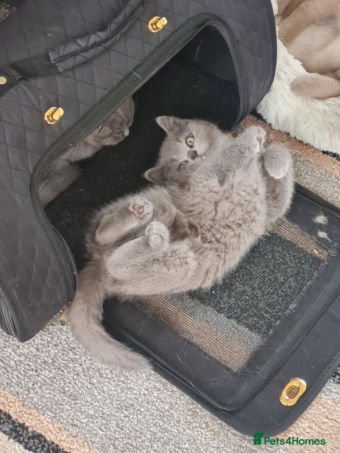 British Shorthair cats for sale: 2 beautiful boys looking for their new family - Image 6
