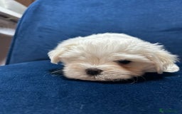 Maltese dogs for sale: Korean Maltese - 2 boys available  - Advert 8