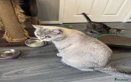 British Shorthair cats for sale: Rare Silver Spotted British Shorthair Kitten - Image 15