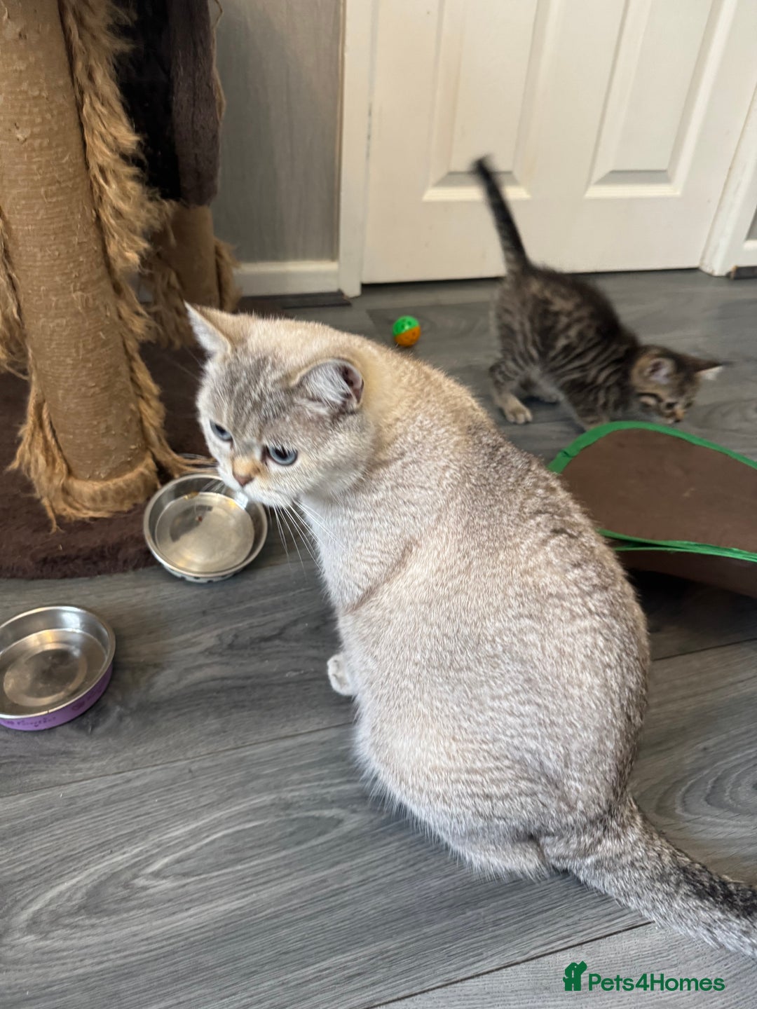 British Shorthair cats for sale: Rare Silver Spotted British Shorthair Kitten - Image 15