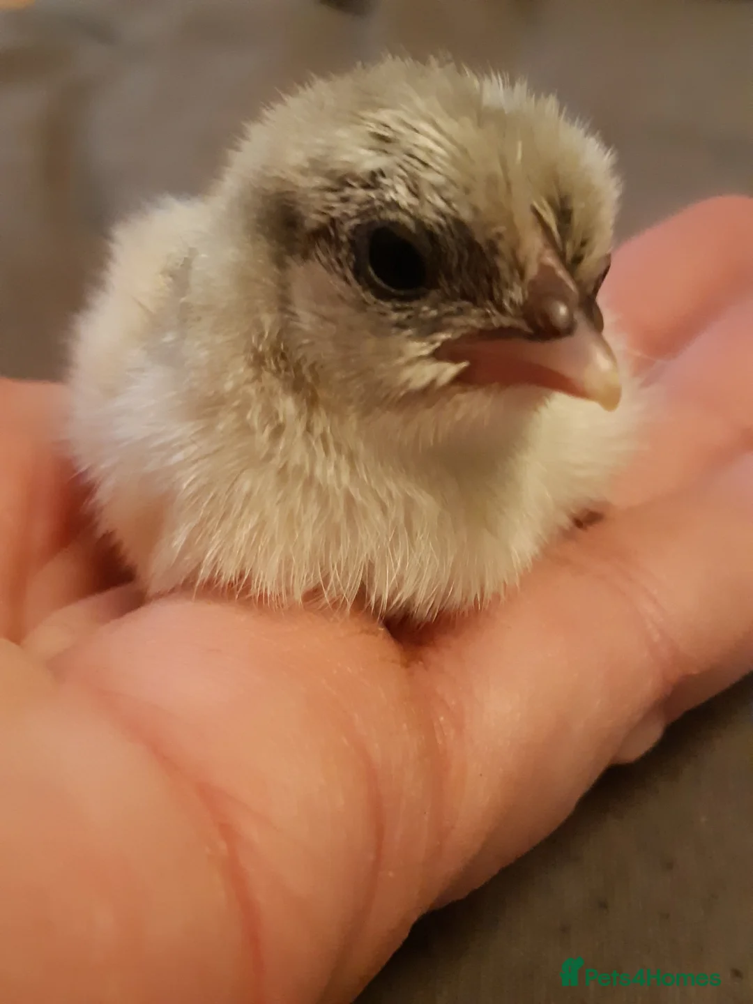 Chickens poultry for sale: Serama Bantams  - Advert 3