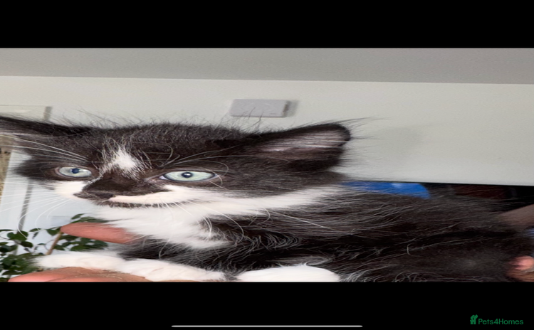 Mixed Breed cats - Advert 1