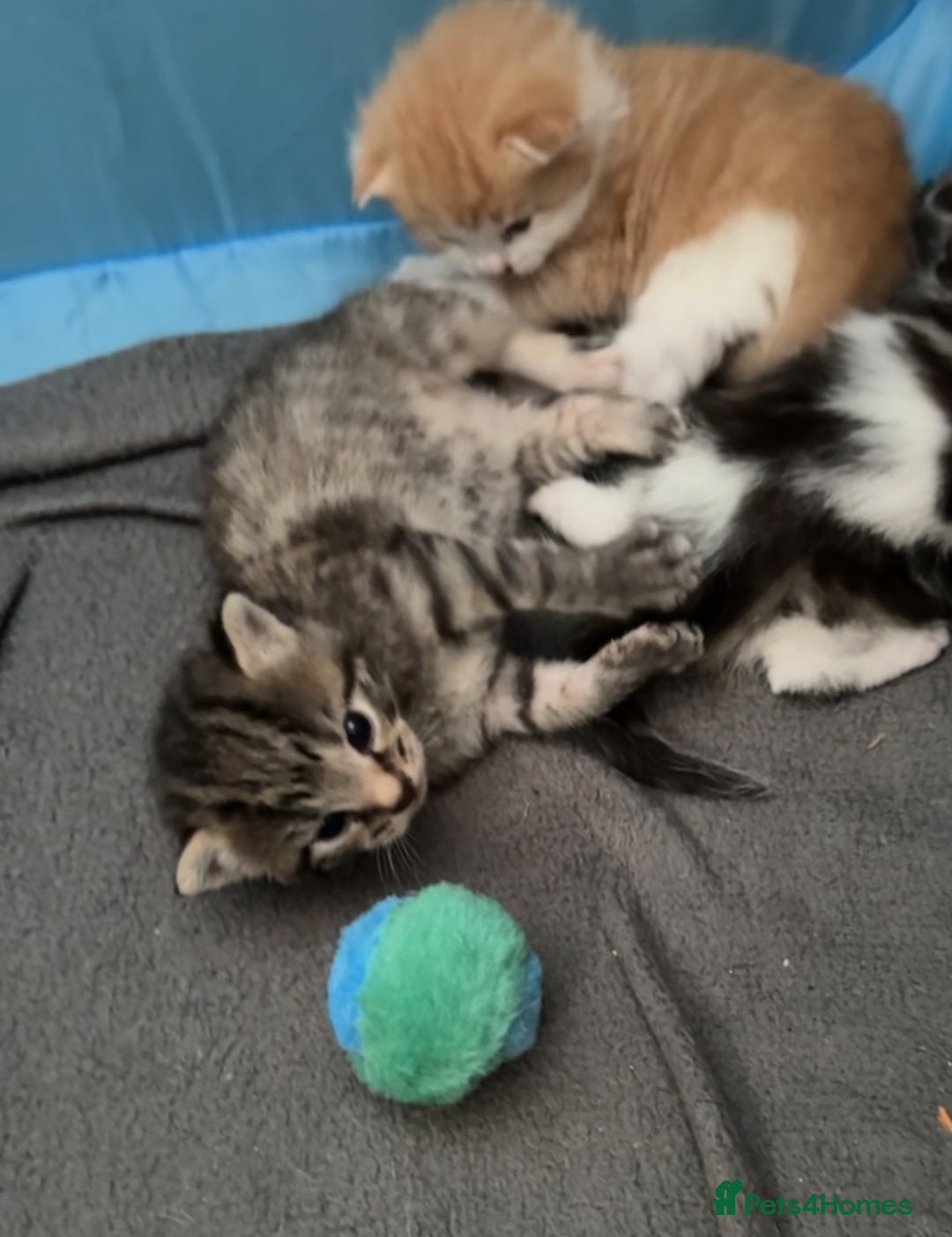 Mixed Breed cats for sale: Ginger fluffy kitten - Image 3