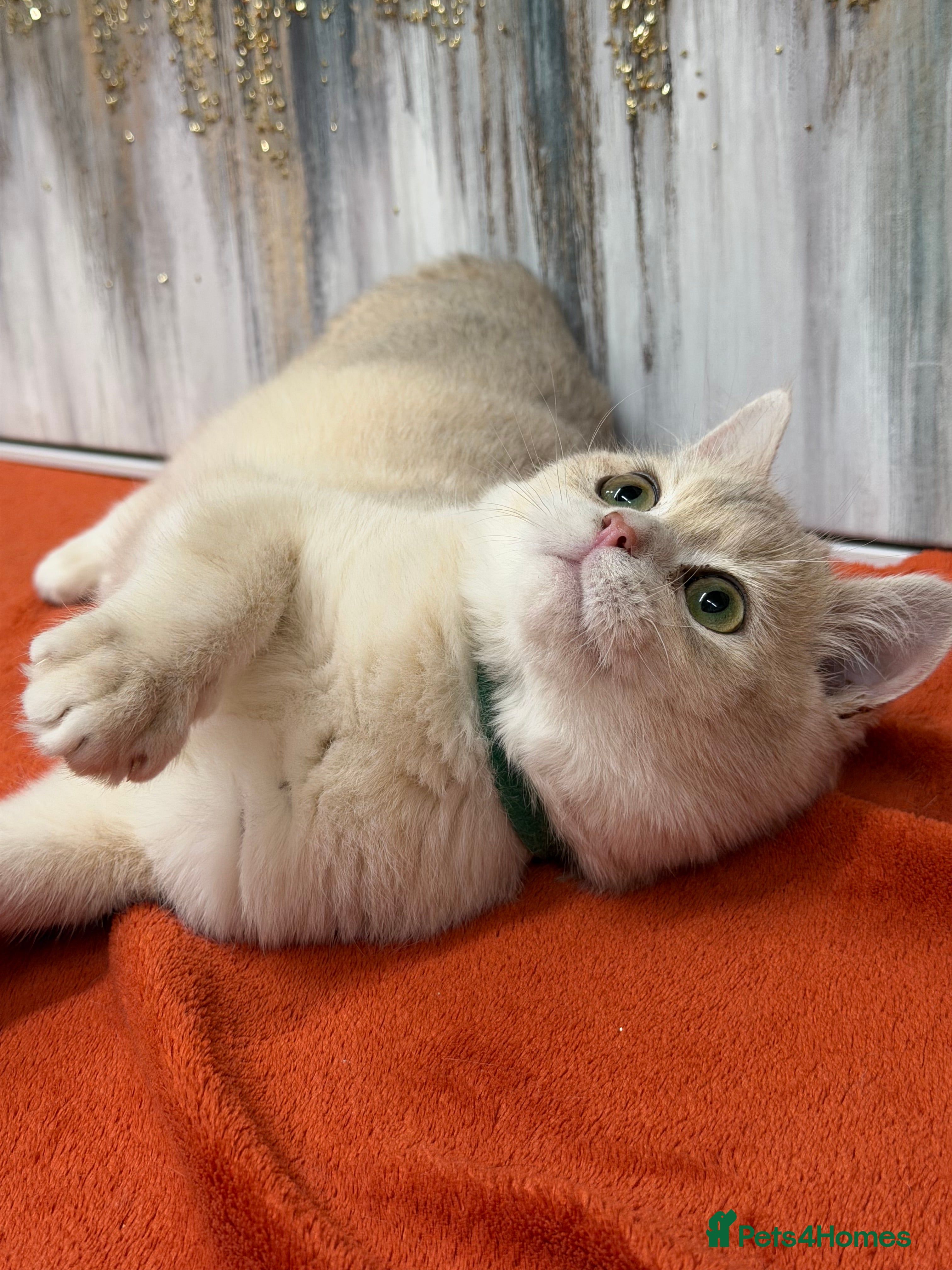 British Shorthair cats British shorthair Blue golden GCCF  - Advert 2