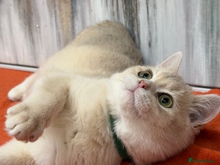 British Shorthair cats British shorthair Blue golden GCCF - Advert 5