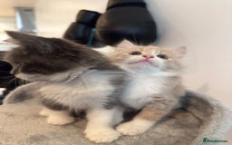 Maine Coon cats for sale: Maine coon mix fluffy grey and creme kittens - Image 7