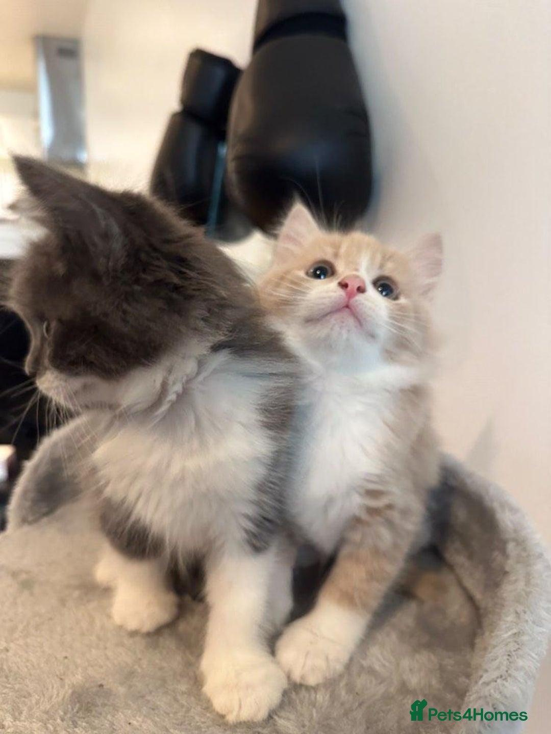 Maine Coon cats for sale: Maine coon mix fluffy grey and creme kittens - Image 7