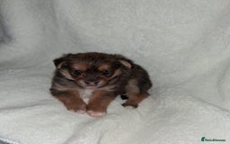 Mixed Breed dogs for sale: Yorkshire Terrier x Pomeranian Puppys - Advert 30