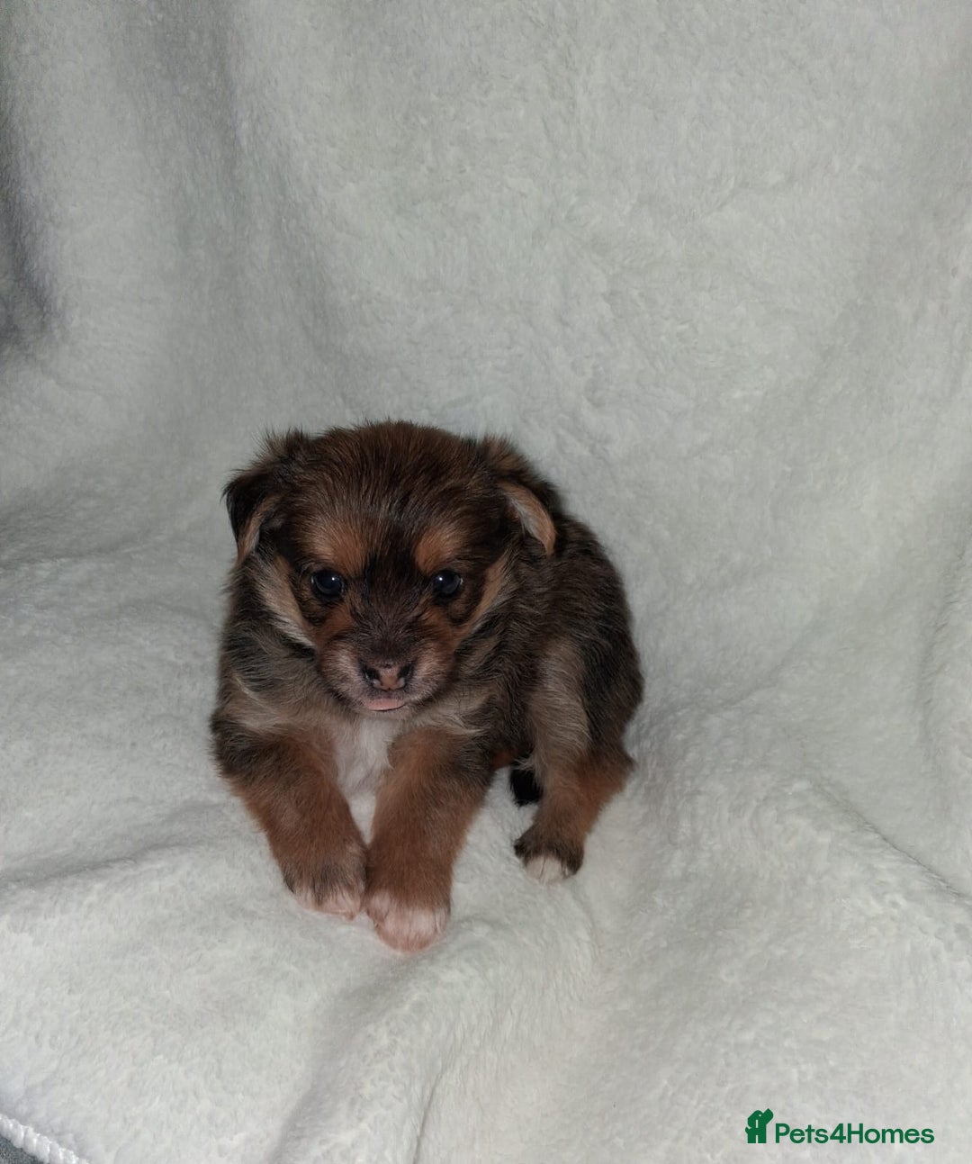 Mixed Breed dogs for sale: Yorkshire Terrier x Pomeranian Puppys - Advert 30