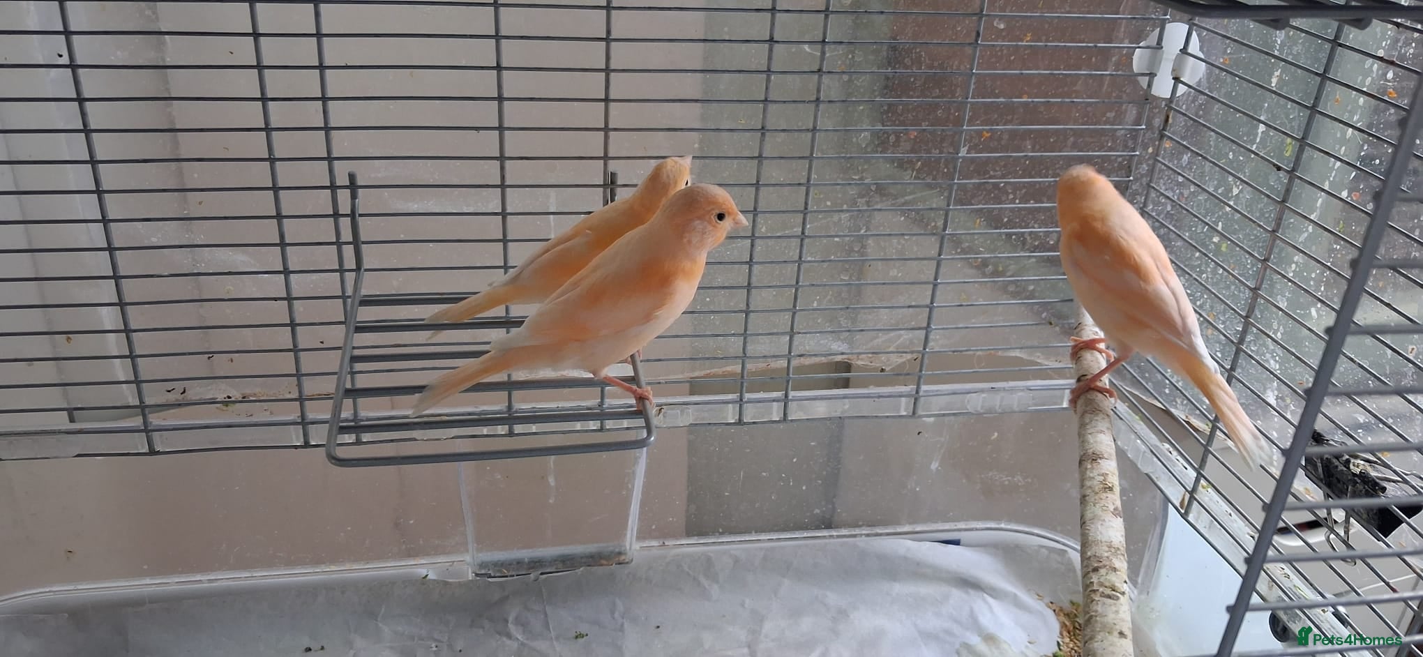 Canaries birds 3 young canaries hatched on 24.02.26 - Advert 5