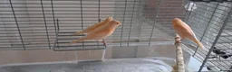 Canaries birds for sale: 3 young canaries hatched on 24.02.26 - Advert 1