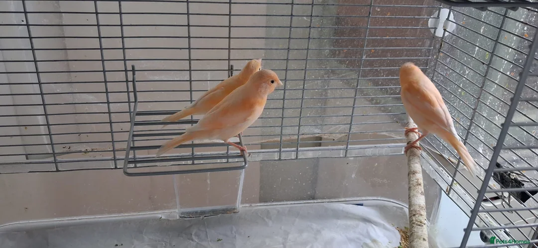 Canaries birds for sale: 3 young canaries hatched on 24.02.26 - Advert 1