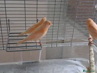 Canaries birds 3 young canaries hatched on 24.02.26 - Advert 5