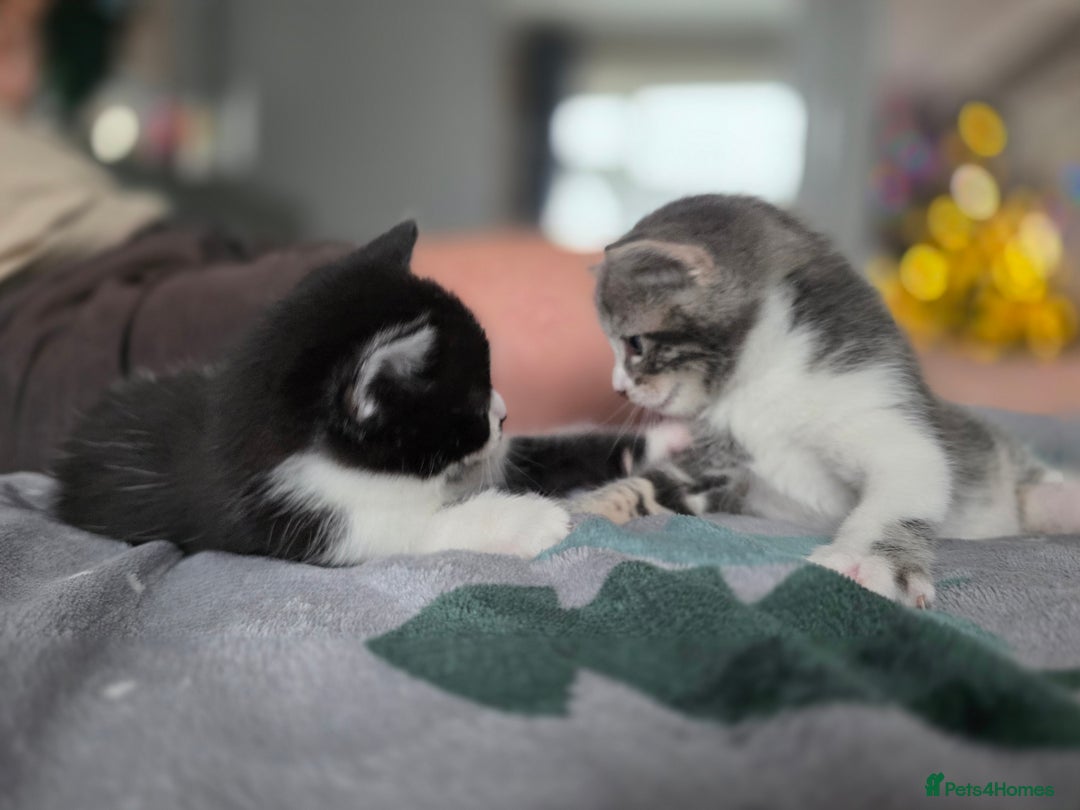 Mixed Breed cats for sale: Gorgeous kittens - Advert 10