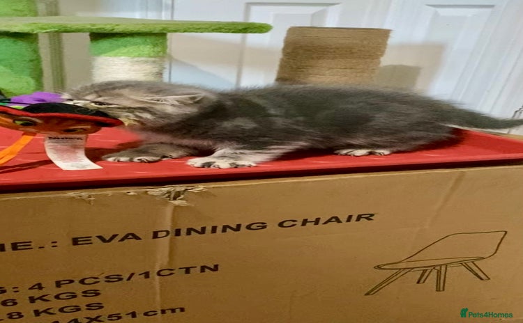 Exotic cats - Advert 5