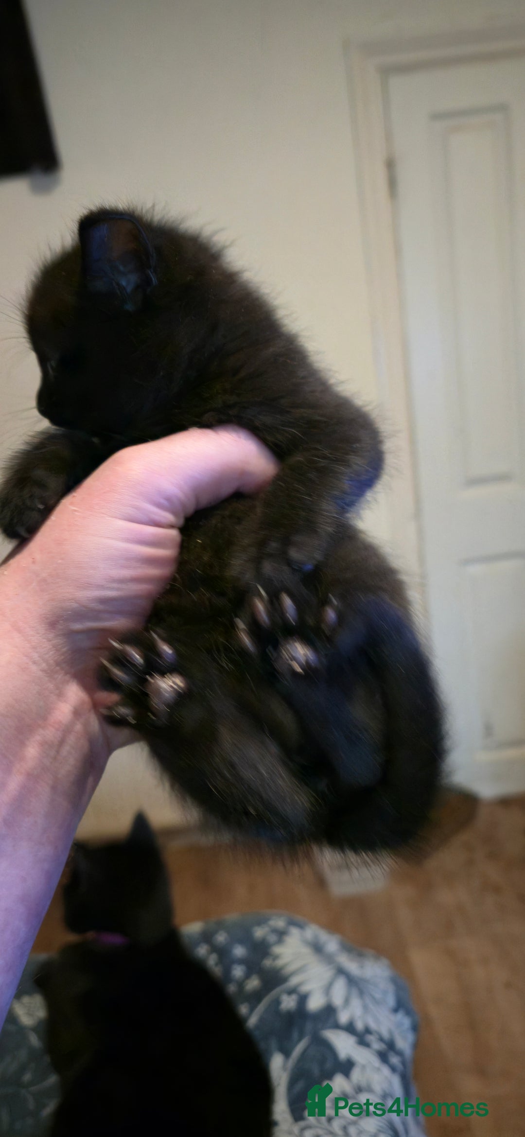 Mixed Breed cats for sale: 11 beautifull kittens ready for 14/01/2026 - Advert 5