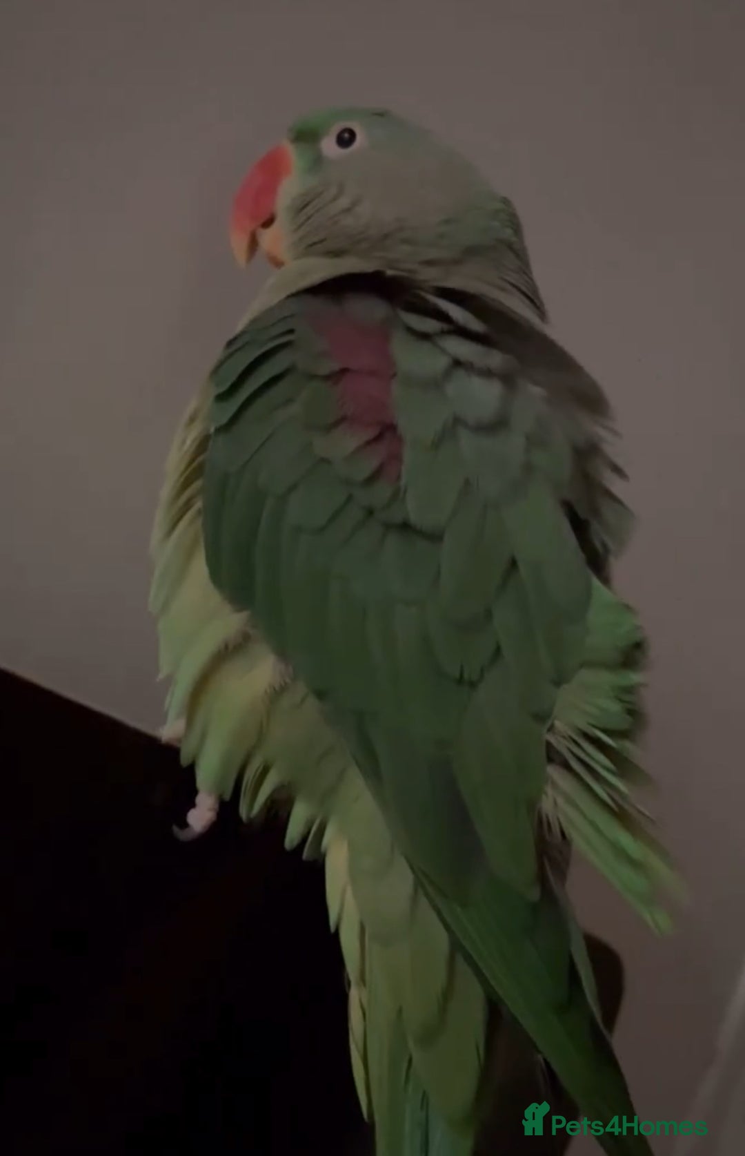 Parrots birds for sale: Baby tamed alexandrine talking parrot  - Advert 2