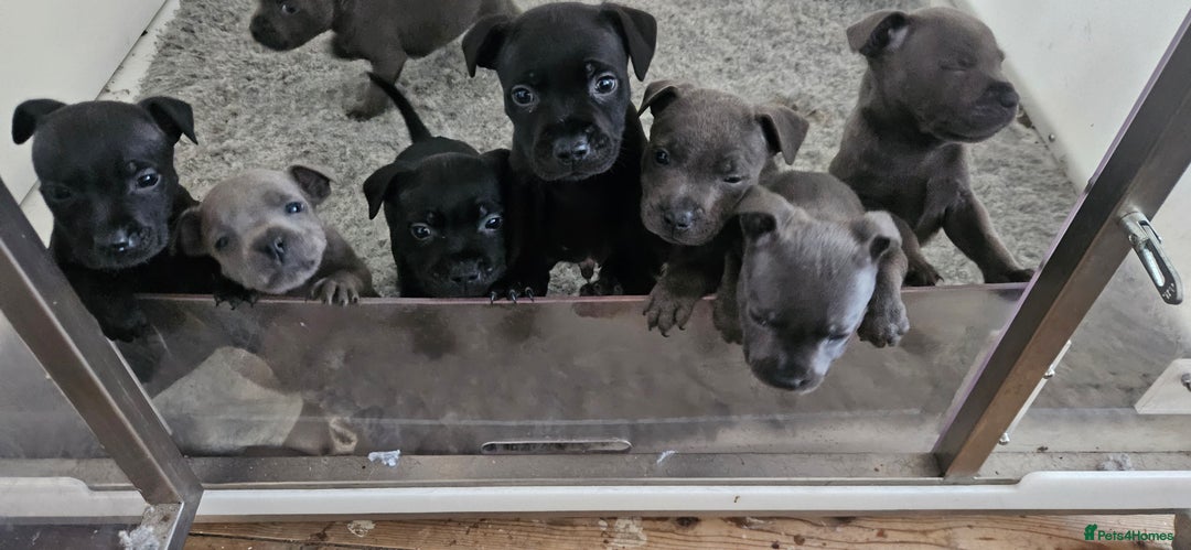 Staffordshire Bull Terrier dogs for sale: Beautiful black and blue kc pups - Image 4