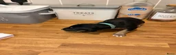 Mixed Breed dogs for sale: Lurcher x saluki puppies in Salisbury - Advert 13