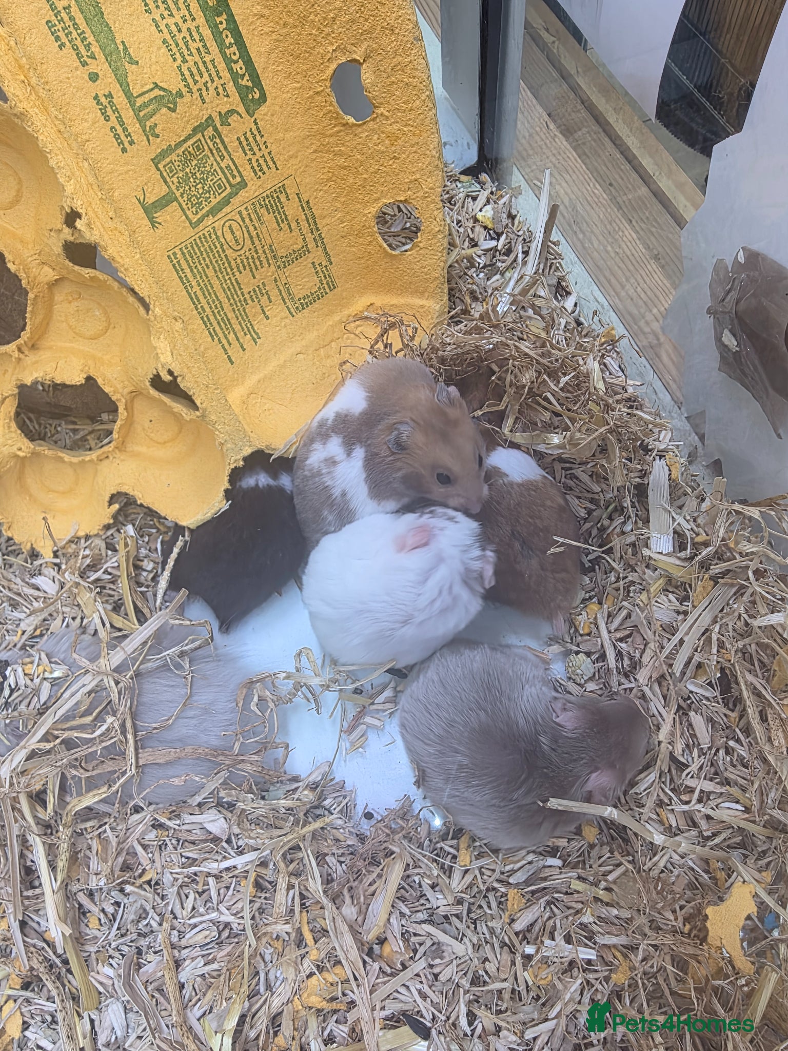 Hamster rodents Male Syrian hamsters well handled  - Advert 3