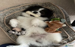 Pomeranian dogs for stud: Pomeranian from champion bloodlines for stud: £250 - Image 3