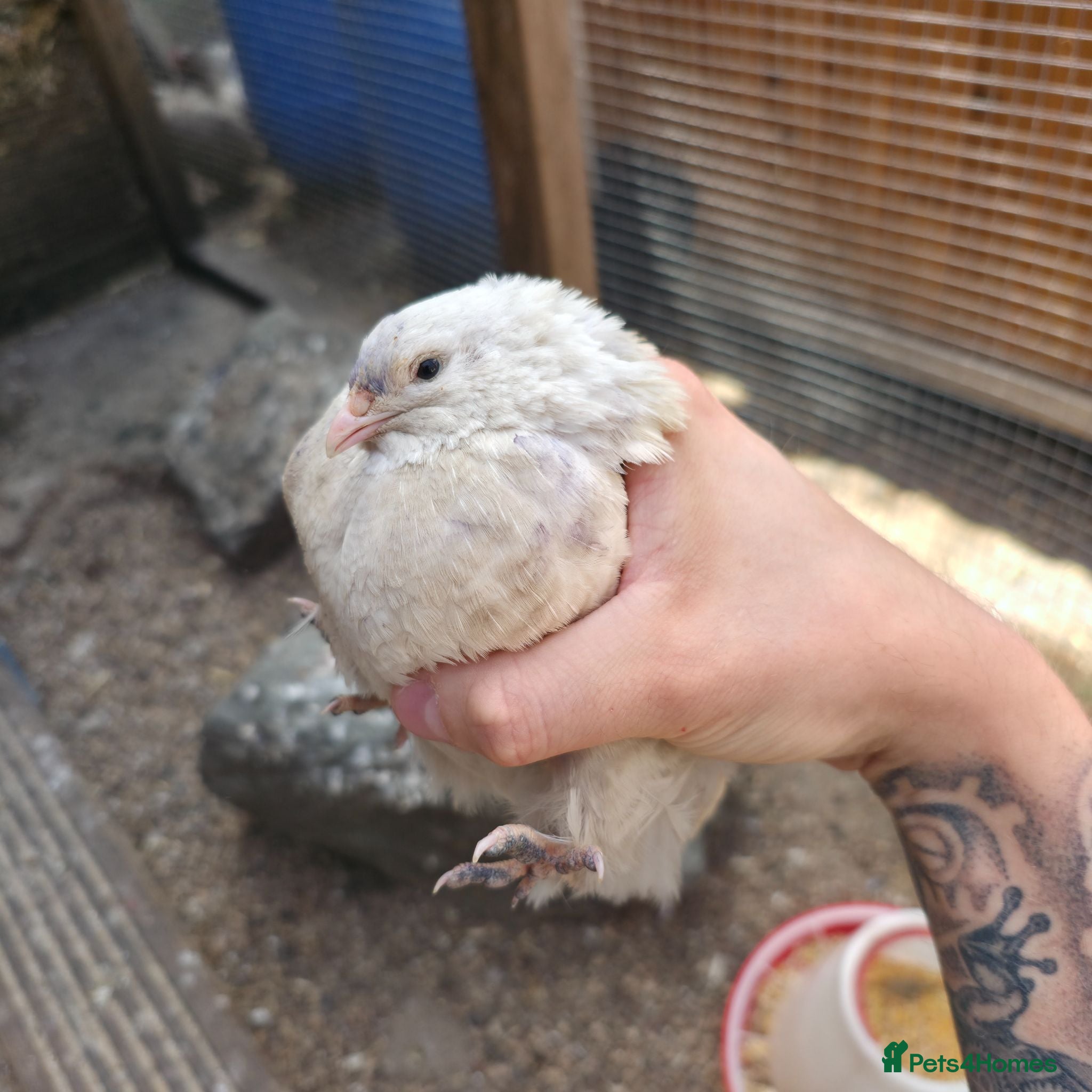 Quail poultry Japanese quail X4 males - Advert 1