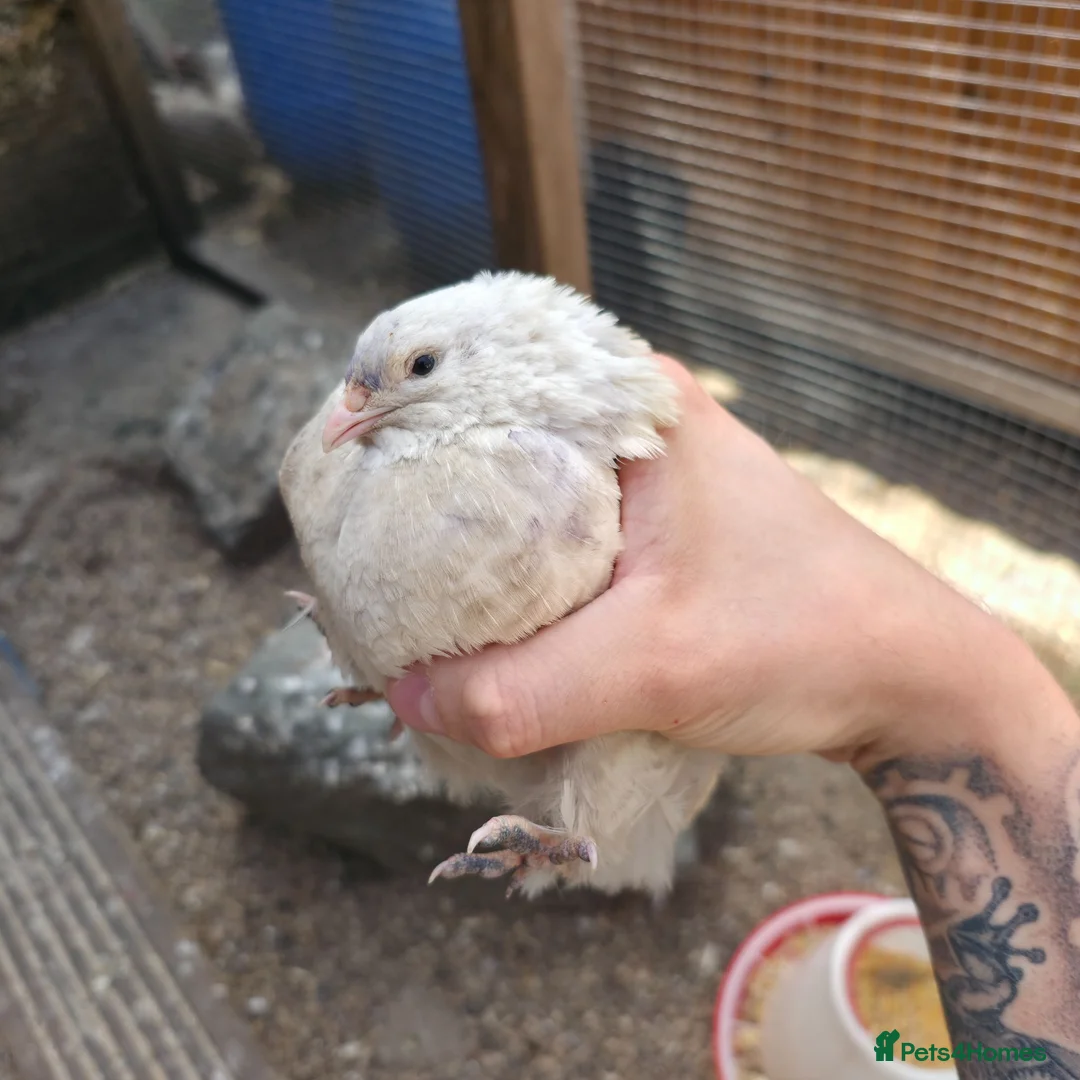 Quail poultry for sale: Japanese quail X4 males in Wigan - Advert 1