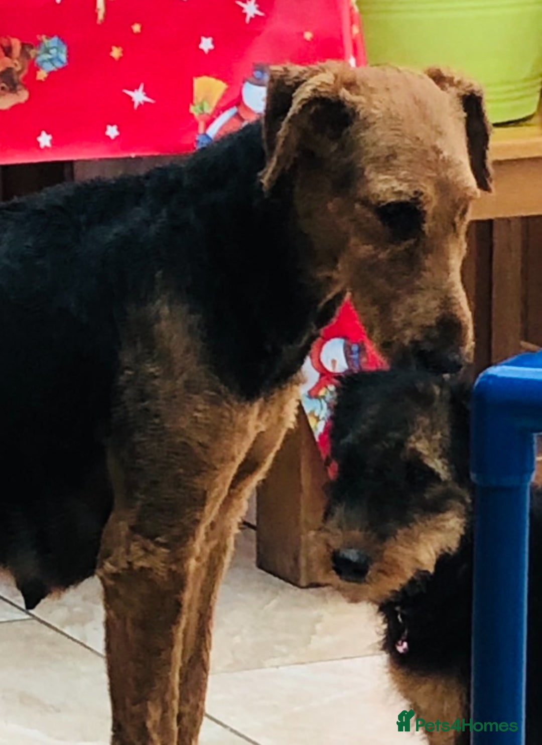 Airedale Terrier dogs for sale: Kc Airedale Terrier  - Advert 8