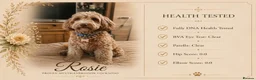 Cockapoo dogs for sale: F1 Cockapoo x Australian Labradoodle Pups - Advert 7