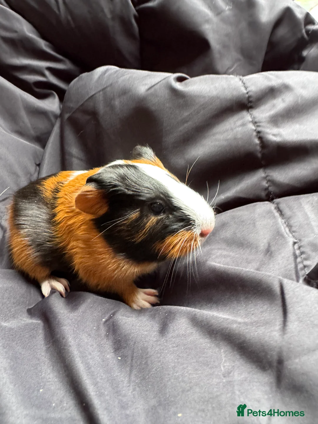 Guinea Pig rodents for sale: 6 beautiful friendly guinea pigs - Advert 1
