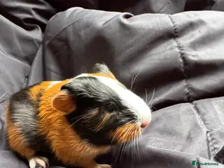 Guinea Pig rodents 6 beautiful friendly guinea pigs - Advert 2