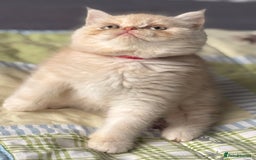 Exotic cats for sale: Gorgeous Golden Exotic Girl - Advert 1