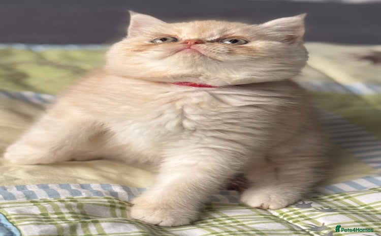 Exotic cats Gorgeous Golden Exotic Girl - Advert 3