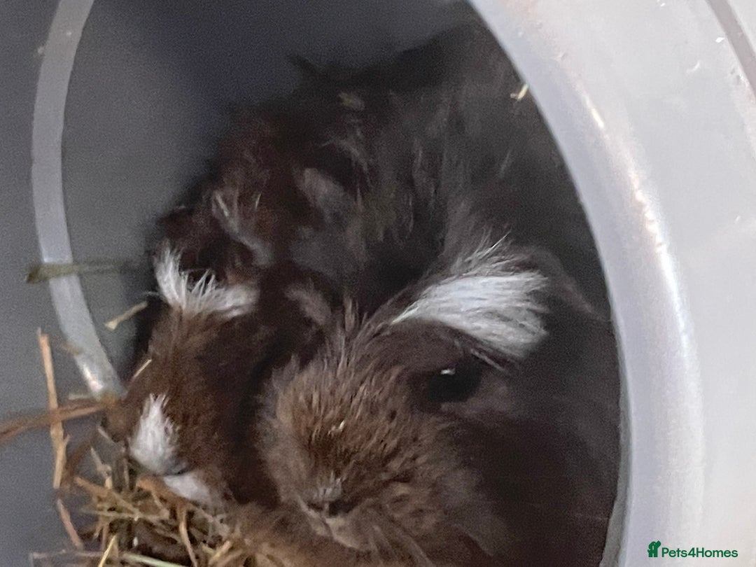 Guinea Pig rodents for sale: Male guinea pigs fluffy  - Image 3