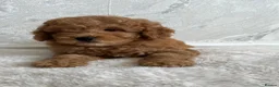 Cavapoo dogs for sale:   Teddy bear cavapoos ready now  in Bilston - Advert 14
