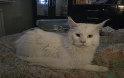 Maine Coon cats for sale: Amazing maine coon intact male - Image 2