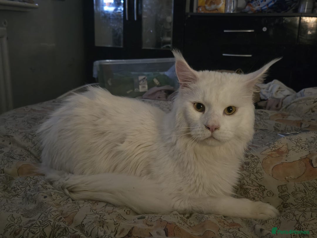 Maine Coon cats for sale: Amazing maine coon intact male - Image 2