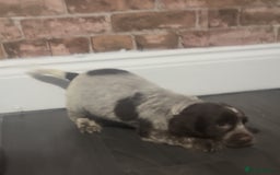 Cockapoo dogs for sale: F1b cockapoo pups  - Advert 5