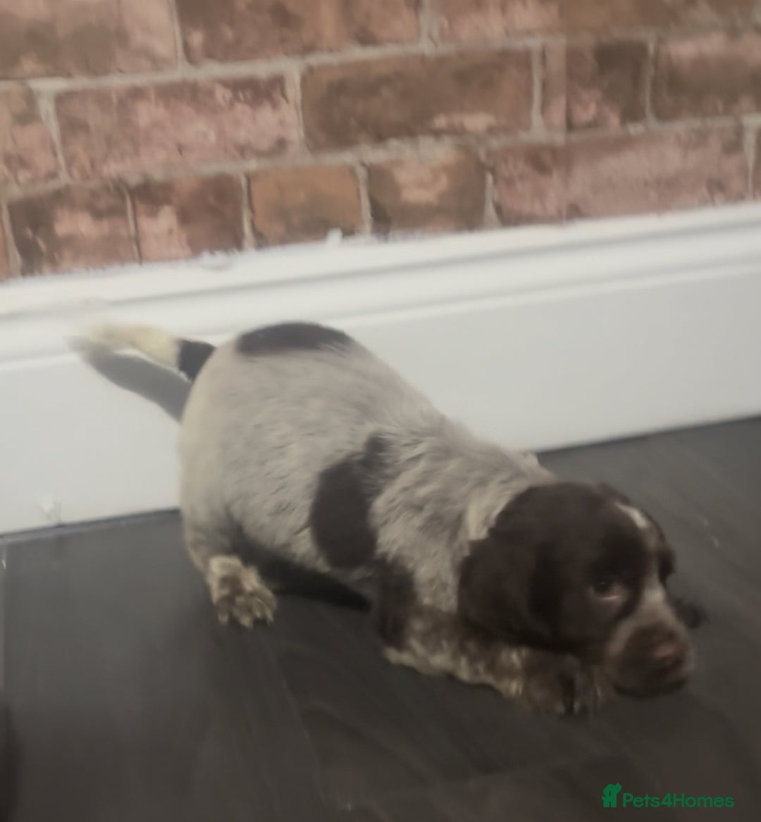 Cockapoo dogs for sale: F1b cockapoo pups  - Advert 5