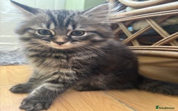 Siberian cats for sale: Beautiful Siberian kittens  - Image 6