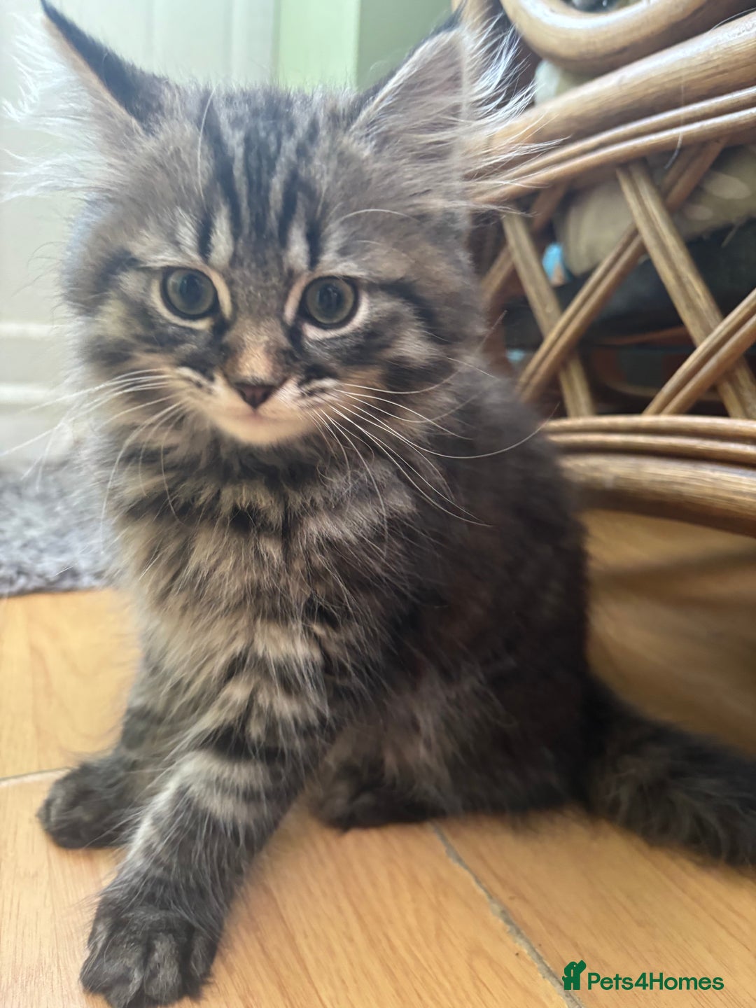 Siberian cats for sale: Beautiful Siberian kittens  - Image 6