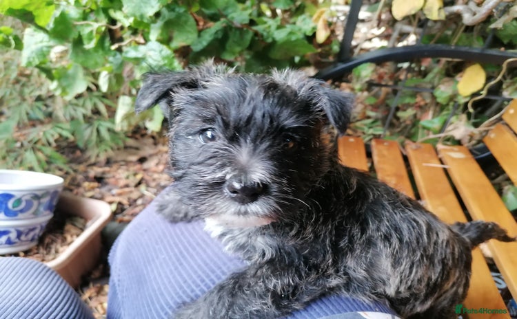 Cairn Terrier dogs - Advert 1