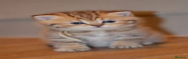 Brown tabby girl 