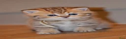 British Shorthair cats for sale: TICA/GCCF British Short//Long Hair Kittens  - Advert 23