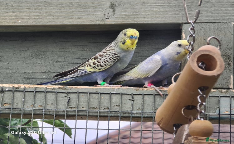 Budgerigars birds - Advert 1