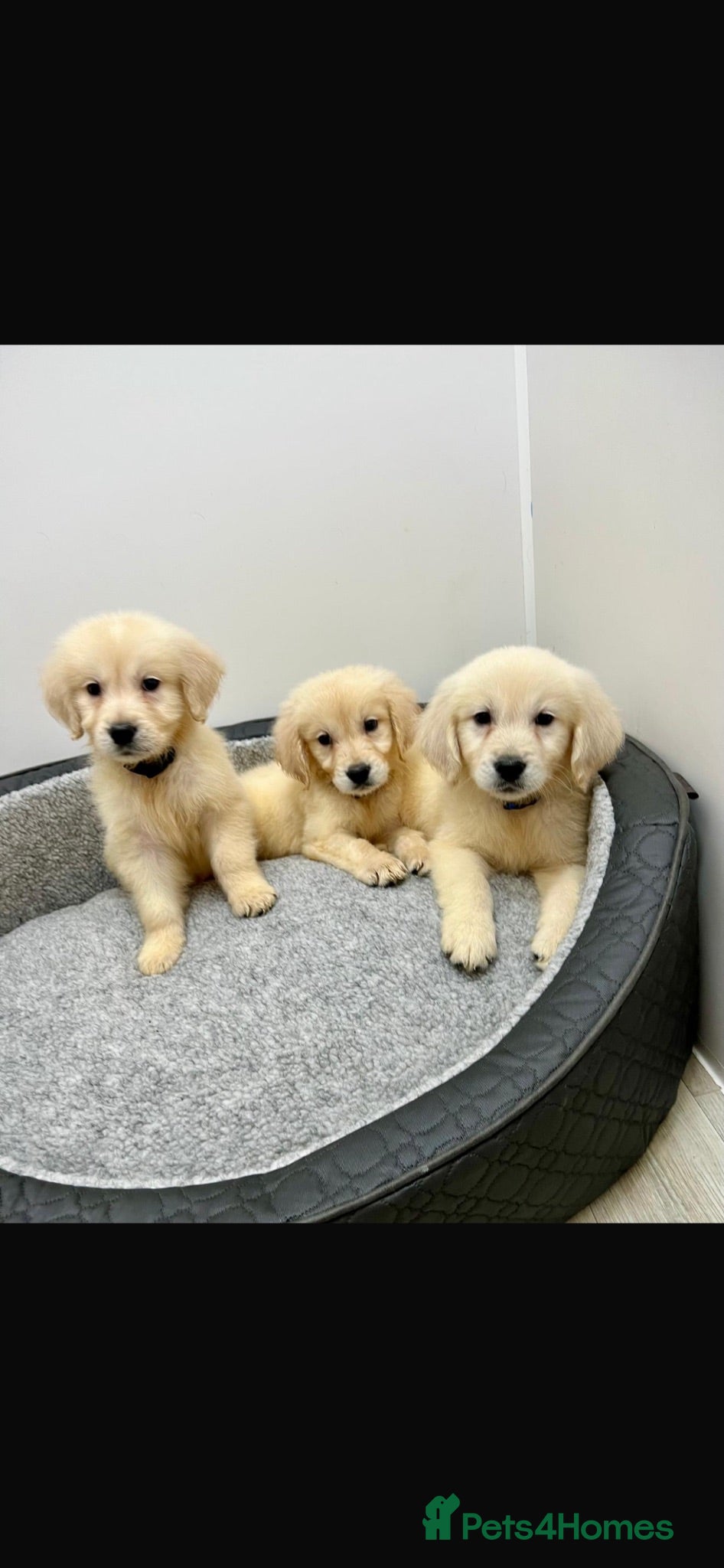 Golden Retriever dogs Stunning English cream golden retriever puppies - Advert 8