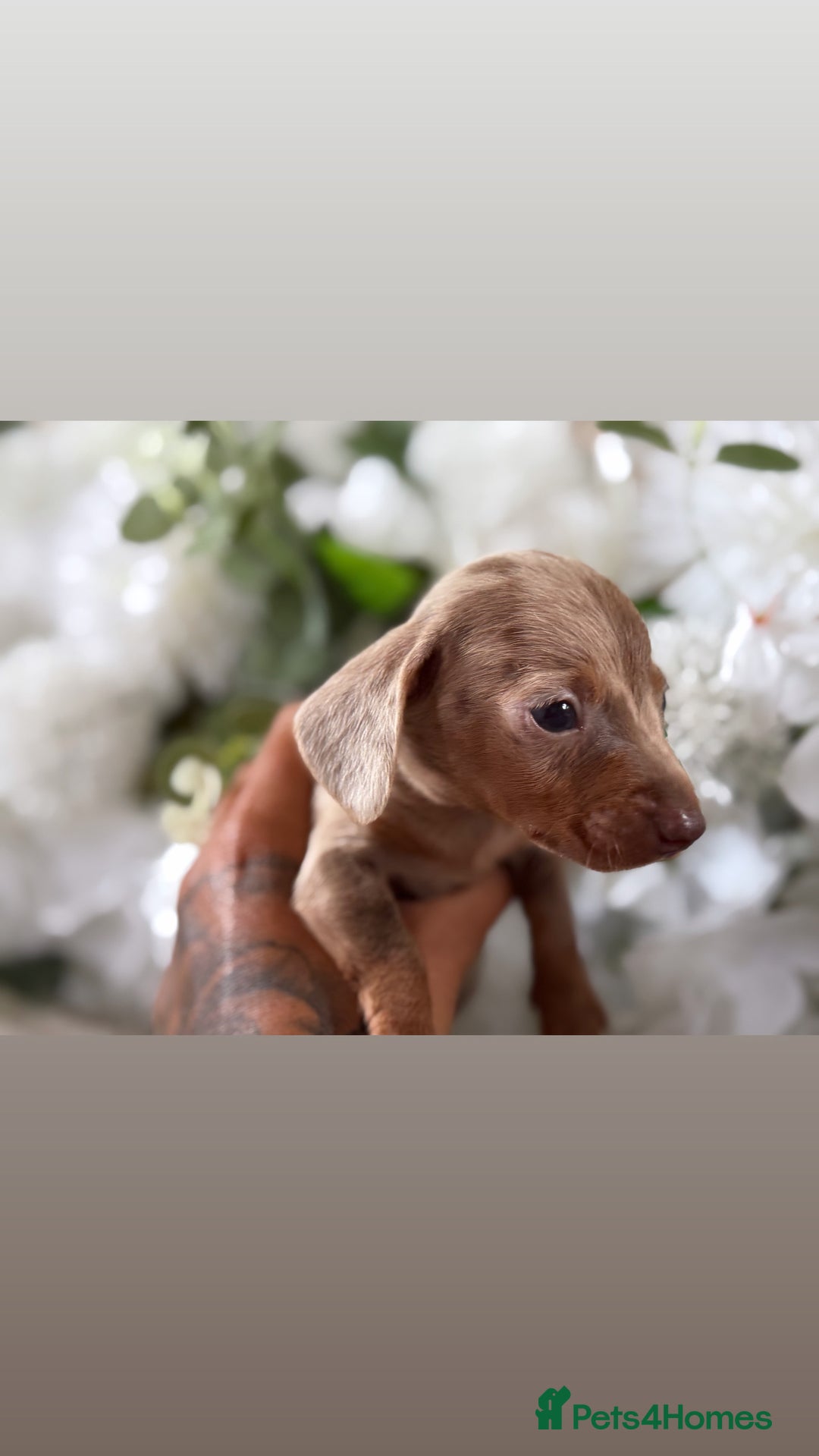 Miniature Dachshund dogs for sale: ⭐️Beautiful litter Of Rainbow Dachshund Puppies⭐️ - Image 9